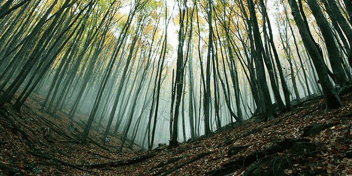 Wozu brauchen wir Schutzwald in Österreich?