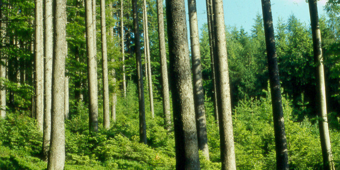 Forstförderung 2014-2020
