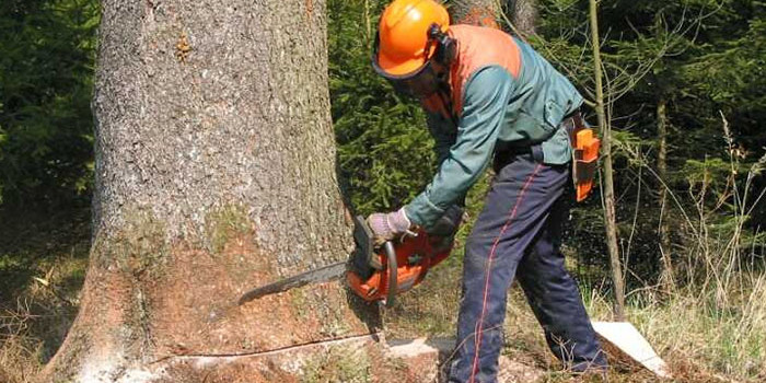 Waldverjüngung braucht Kulturpflege