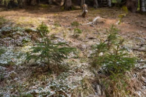 waldverband